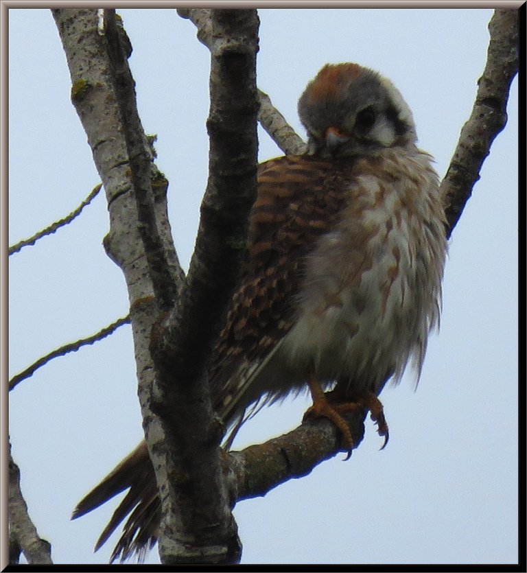 close up kestral hawk in tree top head tucked in.JPG