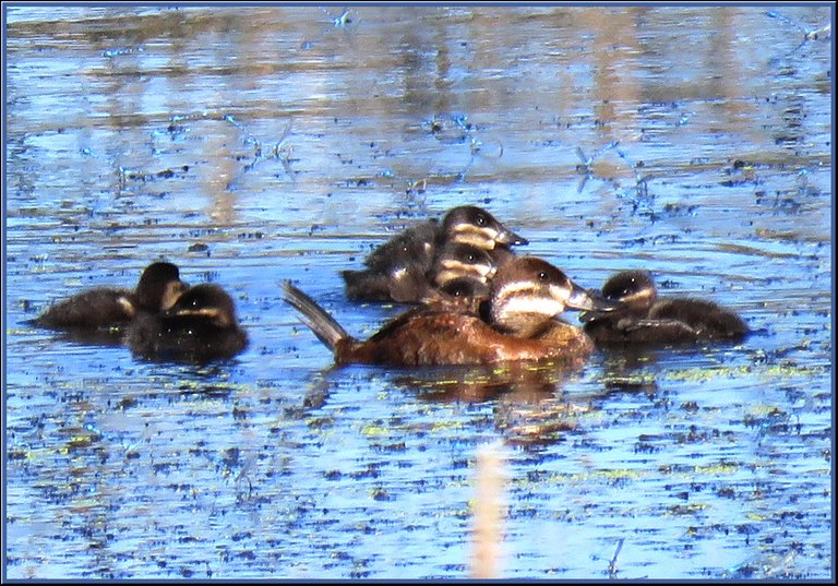 close up female ruddy duck with ducklings.JPG