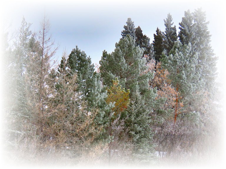 frosted scene many different types of coniferous trees.JPG