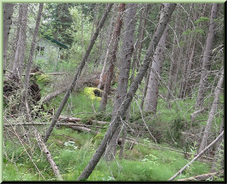 looking through forest towards well house with fallen trees.JPG