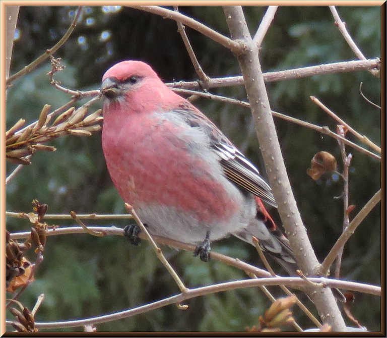 close up male pine grosbeak  sitting in branches by lilac seeds.JPG