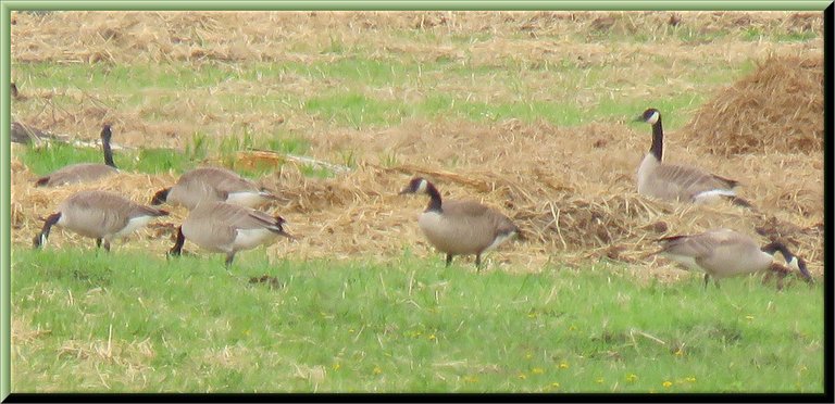 7 Canada Geese starting to settle in the straw.JPG