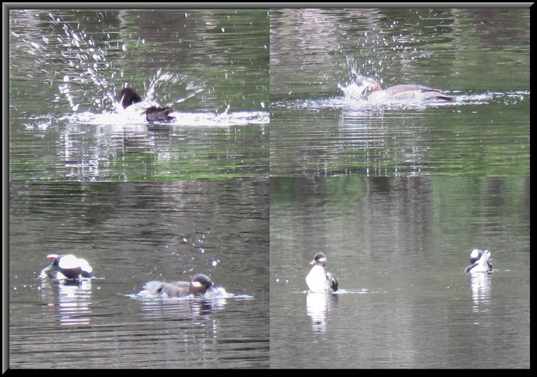 pair of bufflehead ducks splashing and gromming themselves in the water.JPG