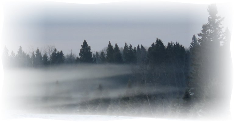 fog rolling in to spruce trees.JPG