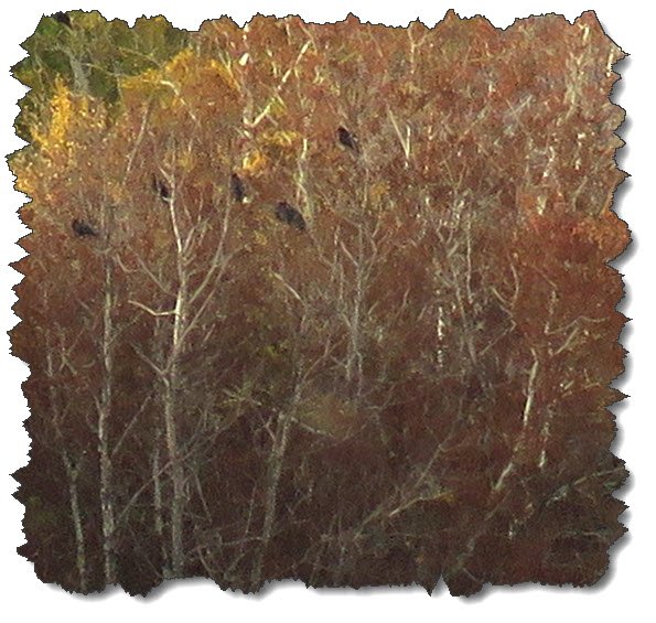 5 ravens sitting in fall colored trees.JPG
