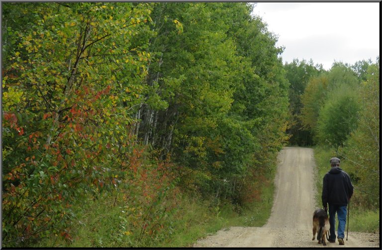 Don walking Bruno down road red orange and yellow showing in bushes beside road.JPG