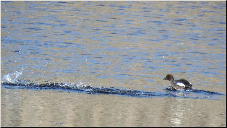 funny brown headed duck scooting splashing around on the water.JPG
