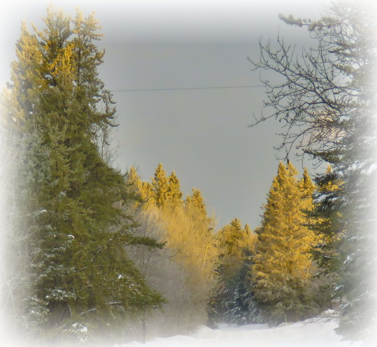 interesting light onspruce and poplar treees at edge of road.JPG