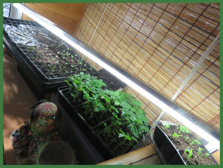 seedlings of arugla lettuce and tiny tim tomatoes under light.JPG