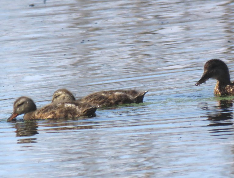 2 teal ducklings swimming and feeding mom following.JPG