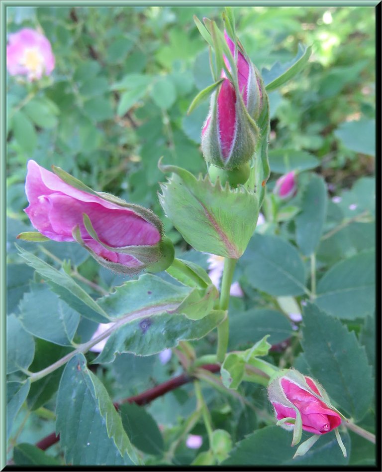 close up rose buds.JPG