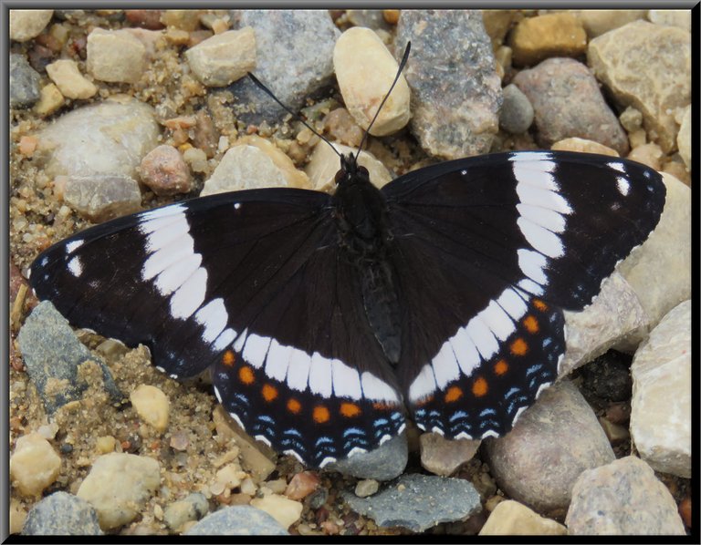 close up black butterfly with white blue and orage markings on it's wings.JPG