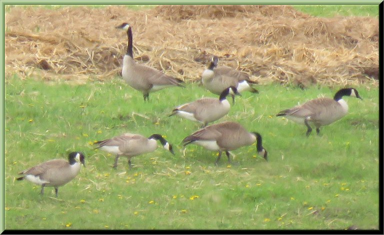 7 geese on grass feeding.JPG