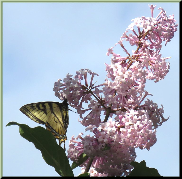 side view swallowtail butterfly on lilac.JPG