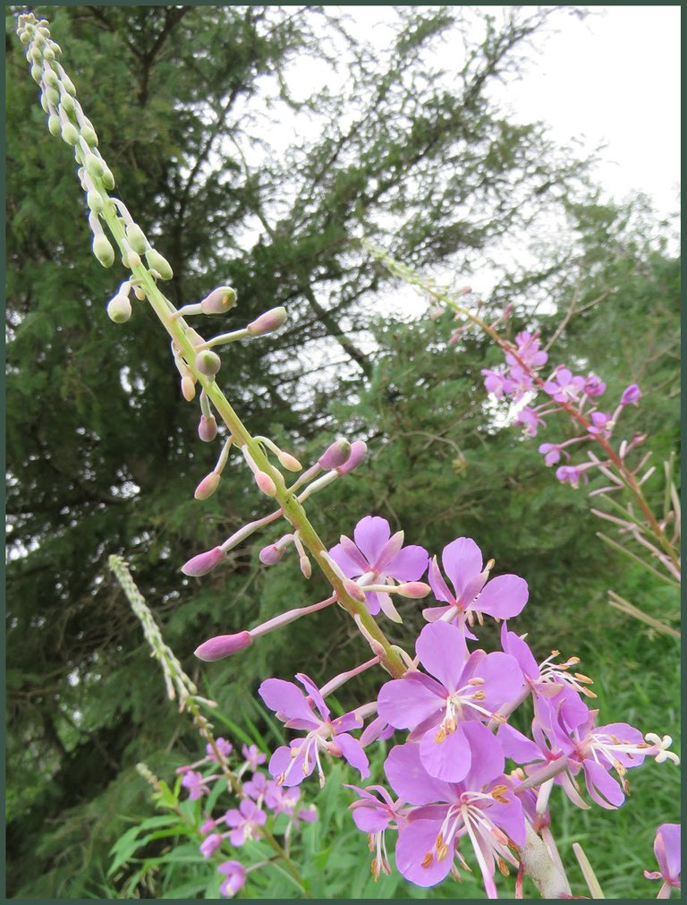 close up fireweed bloom.JPG