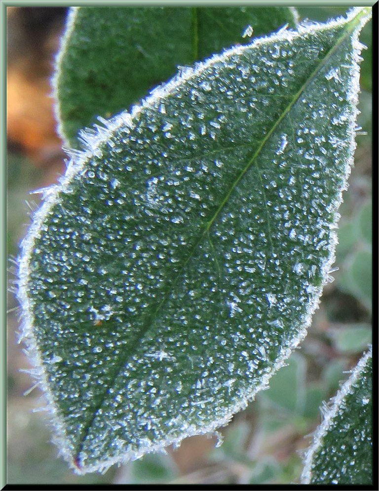 frost lined lemon leaf.JPG