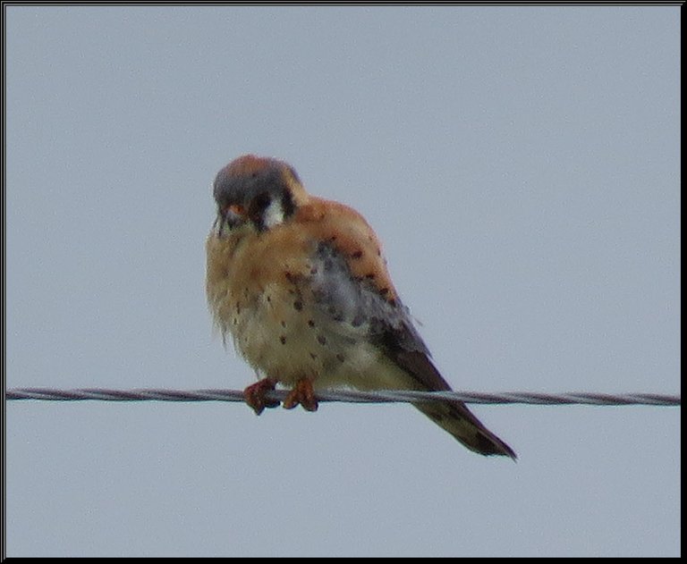 close up unknown bird on wire possible young swallow.JPG