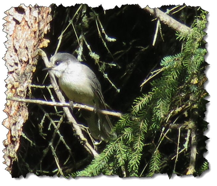 close up of grey jay in spruce tree.JPG