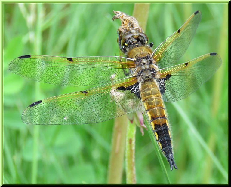 close up golden dragonfly.JPG