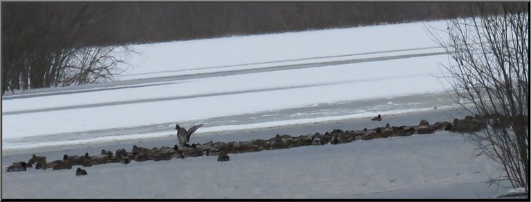 band of ducks huddled together resting on icy water 1 stretching wings.JPG