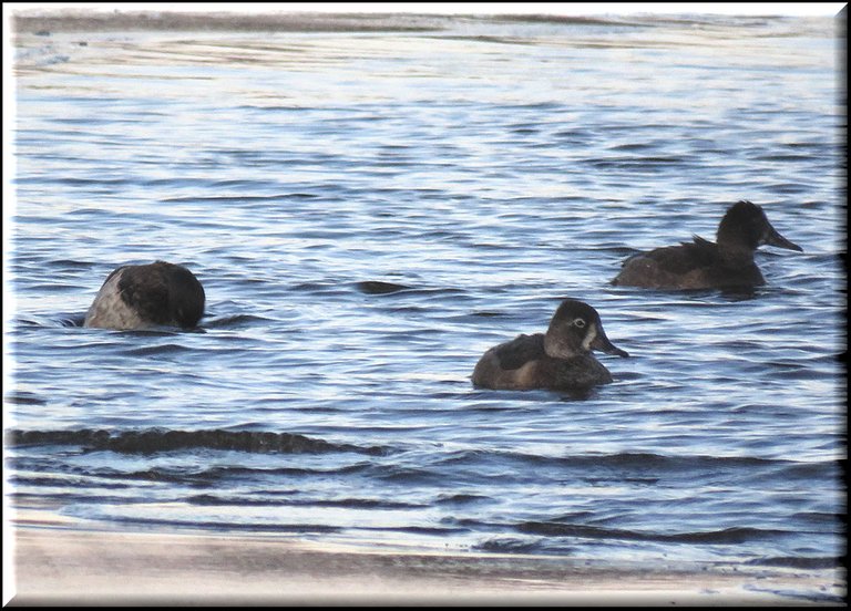 3 ring necked ducks swimming 1 diving underwater.JPG