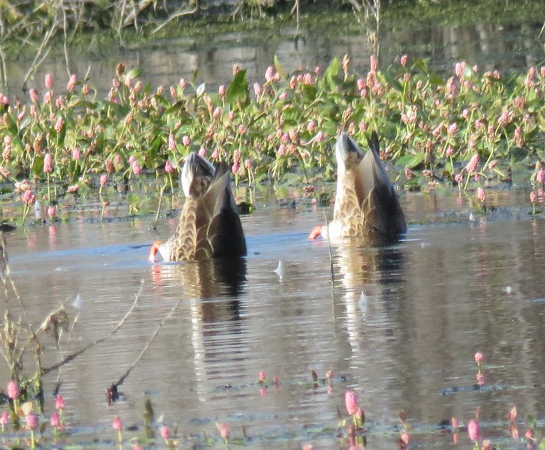 2 ducks bottom up in pink flowered water plants.JPG
