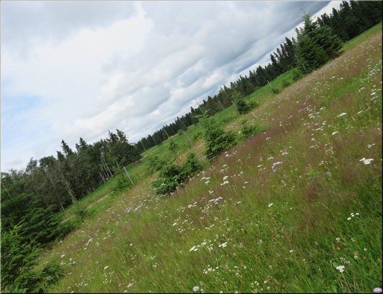 horizontal view wildflowers in the meadow showing young spruce trees among them.JPG