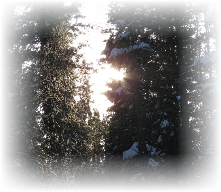 sunlight through spruce hitting frosted poplar branches.JPG