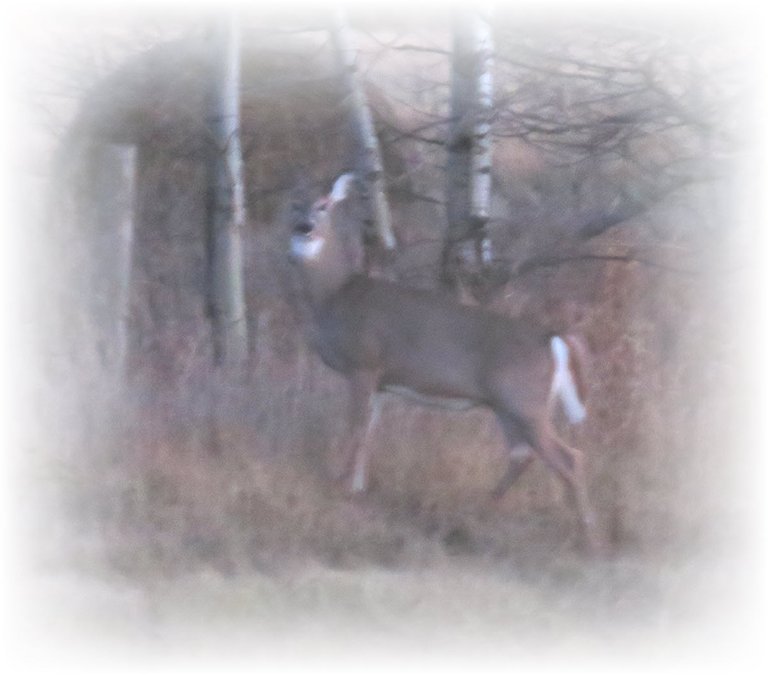 deer by bush taken in th evening.JPG