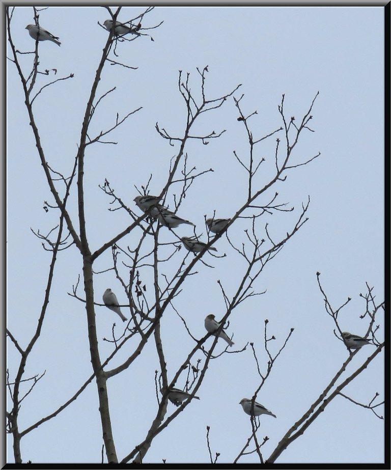 flock of unknown mostly white birds sitting in poplar tree top mostly facing one direction.JPG