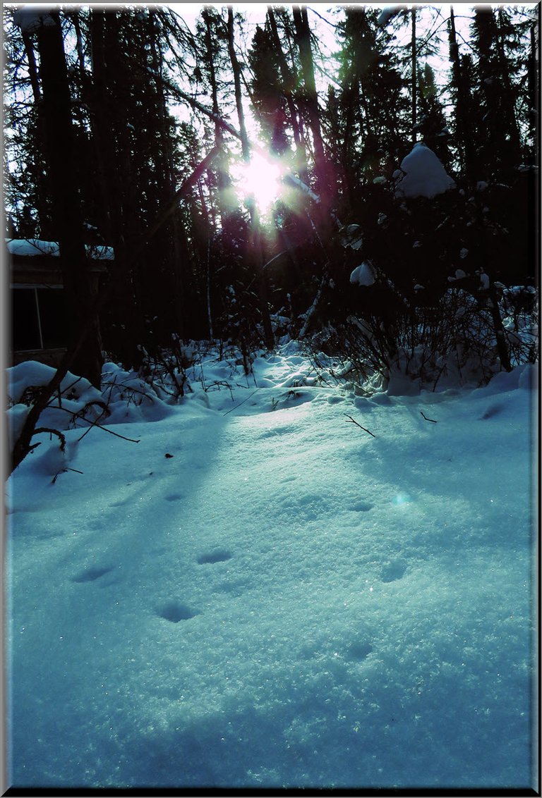 blue tinge on scene of sun shining through trees and on snow.JPG