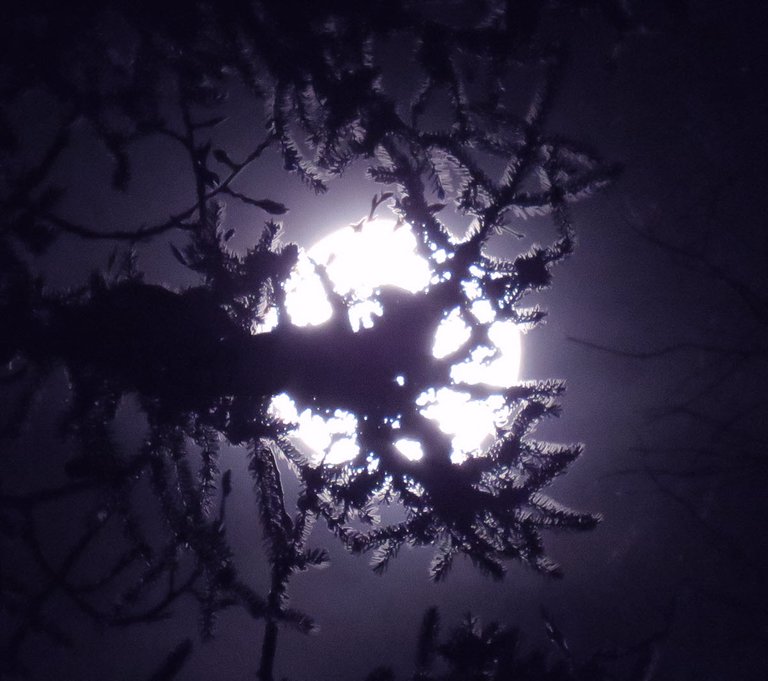 full moon behing spruce branch.JPG