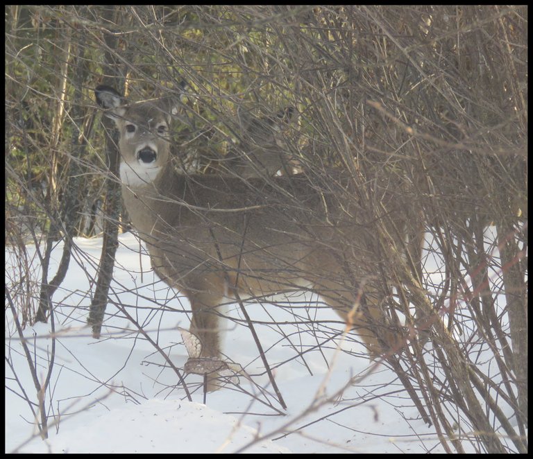 side view of whitetail deer doe looking at me.JPG