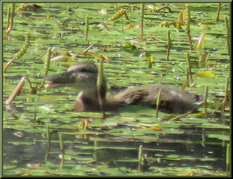 Happy Teal Duckling Swimming Among the Water Plants.JPG