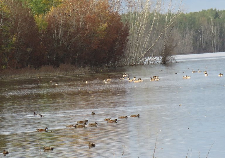 flock of gadwels feeding  large flock of geese and buffleheads behind.JPG