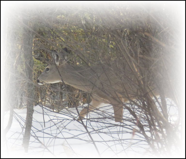 good view of head of whitetail deer walking through snow by bushes frosted.JPG