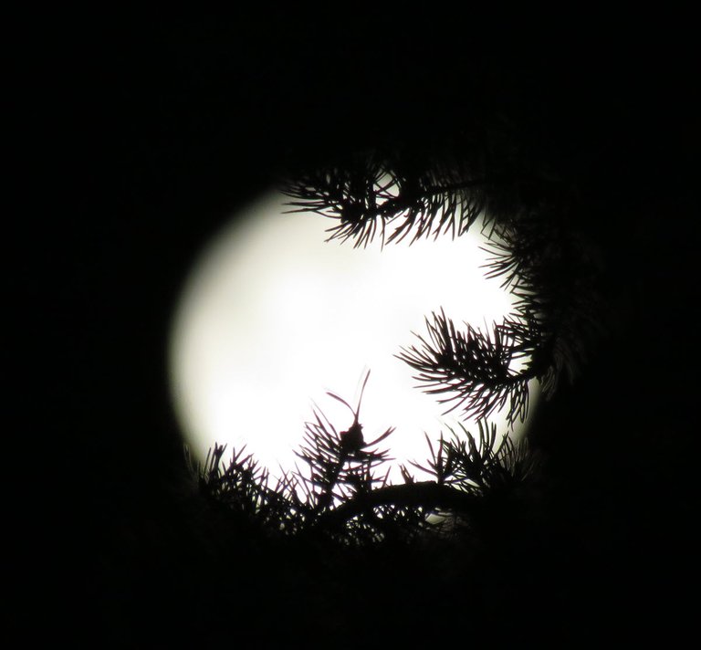 pine branches on edges of full moon.JPG