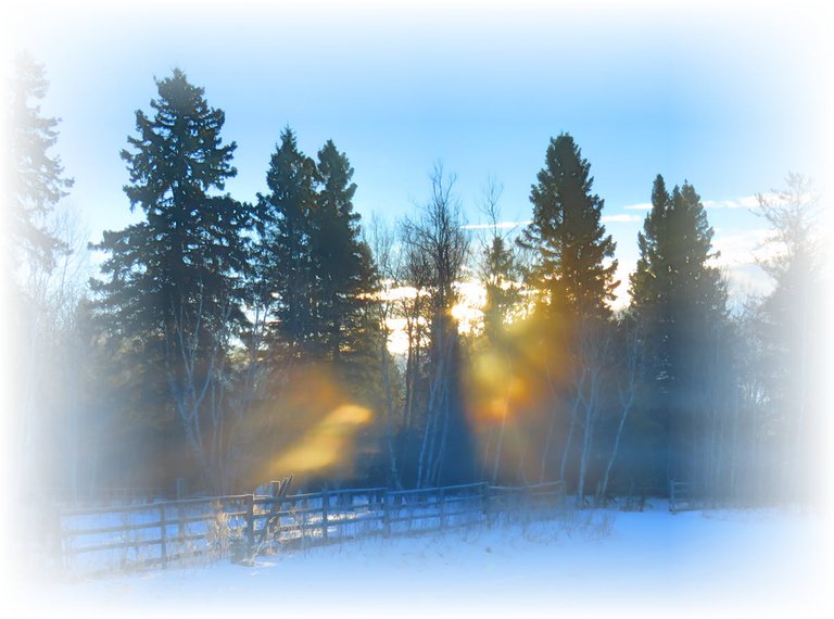 colored rays from sun shining through poplar and spruce trees.JPG