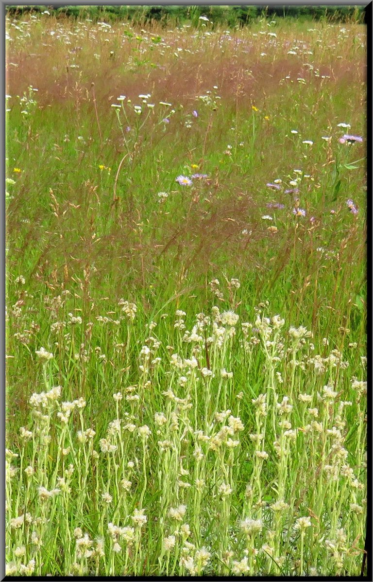 layers of pussytoes mixed yarrow fleabane and pink grass heads from wildflower meadow.JPG
