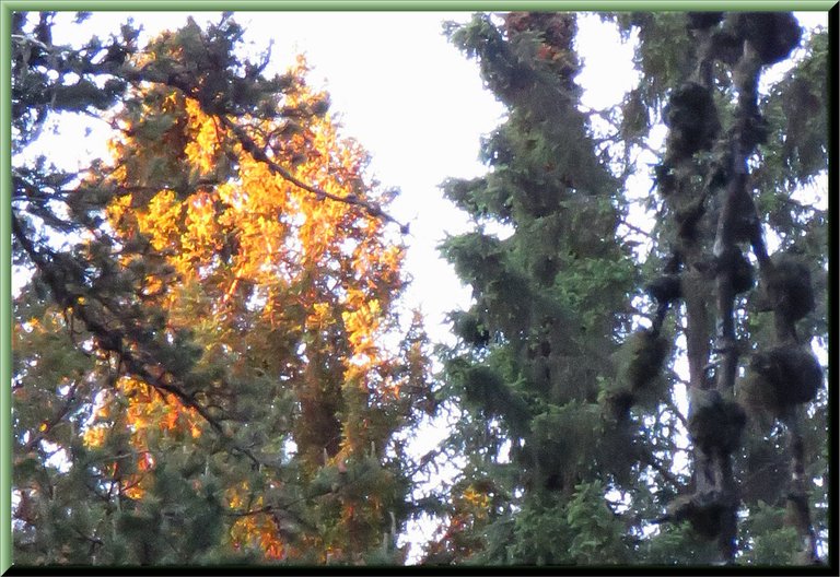 gold on the tree in background from sunrise.JPG