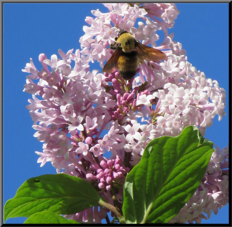 rusty patched bumblebee on lilac bloom.JPG