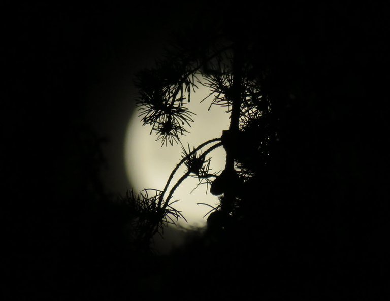 pine needle sinhouettes in front of full moon.JPG