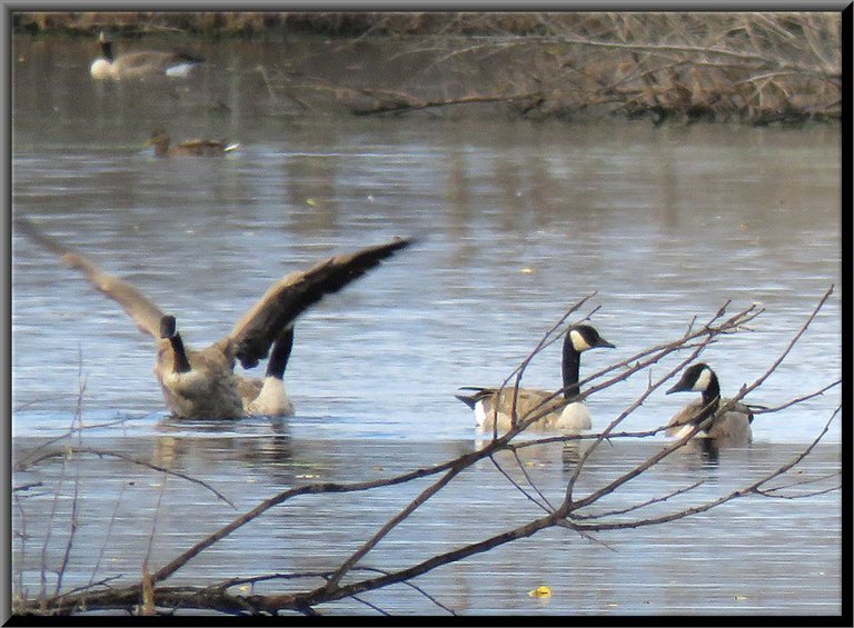 3 Canada Geese 1 wings stretched out.JPG