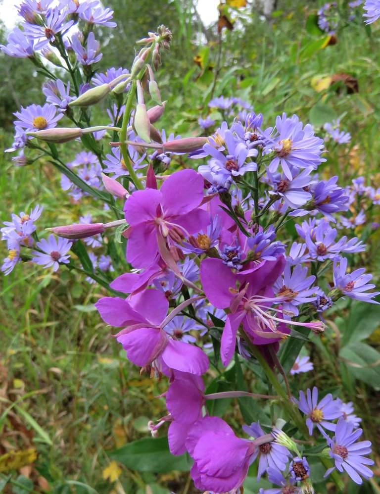 close up fireweed blooms in asters.JPG