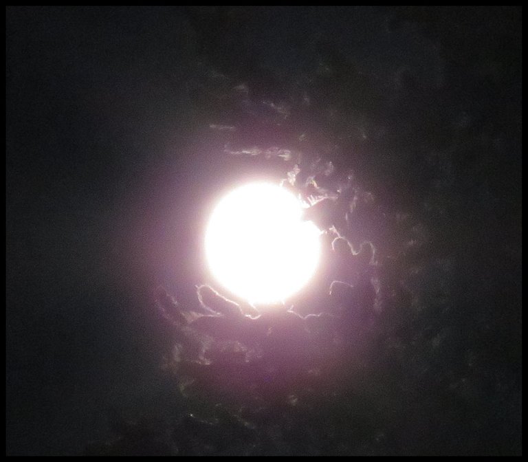 pink full moon highlights spruce branch surrounding it with pink.JPG