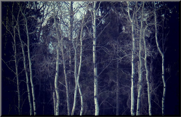 sublime scene created with filter highlighted poplar in dark spruce forest.JPG