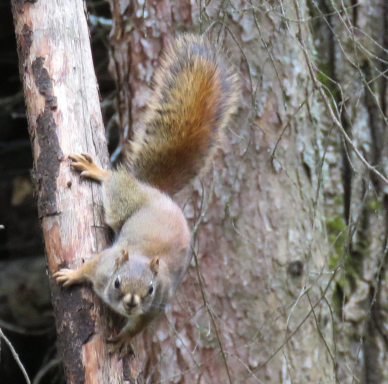 close up squirrel on tree trunk looking at us.JPG