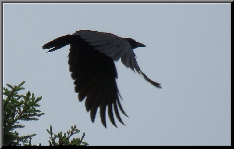 raven taking off in flight from spruce tree.JPG