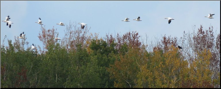line of snow geese flying over fall colored trees.JPG