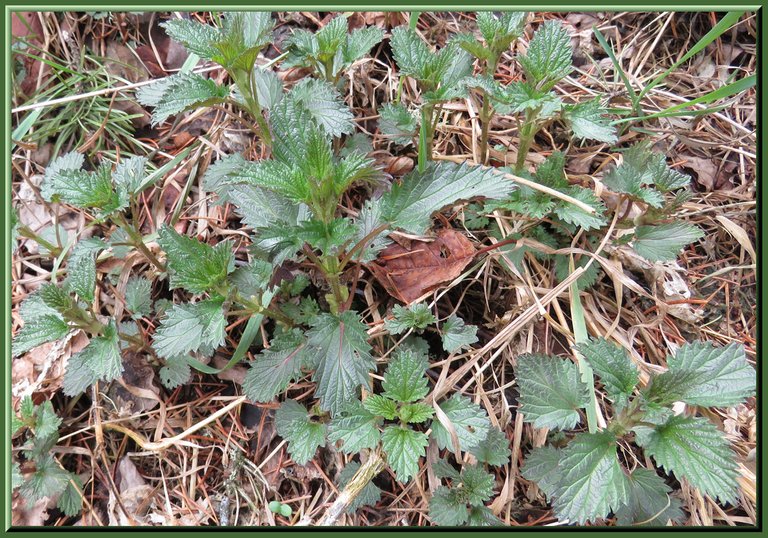 fresh patch of nettles.JPG